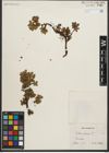 Foto von Salix retusa L.